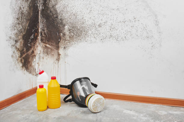 Best Emergency Mold Removal  in Tutwiler, MS