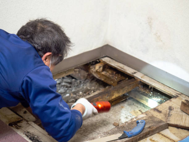Best Mold Testing and Removal  in Tutwiler, MS