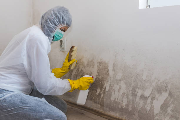Mold Testing and Removal in Tutwiler, MS