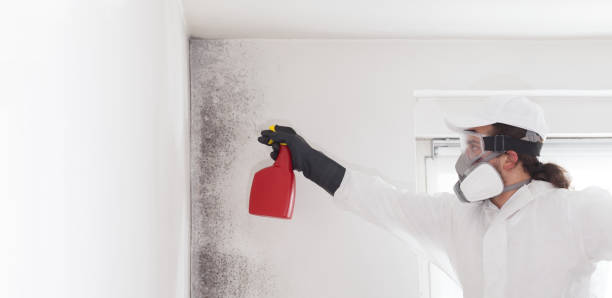 Best Black Mold Removal  in Tutwiler, MS