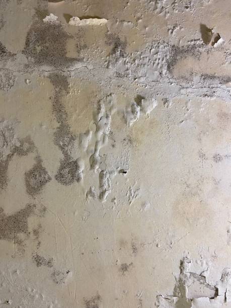 Best Office Mold Removal Services  in Tutwiler, MS