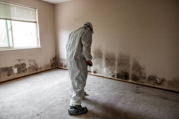 Best Home Mold Removal  in Tutwiler, MS