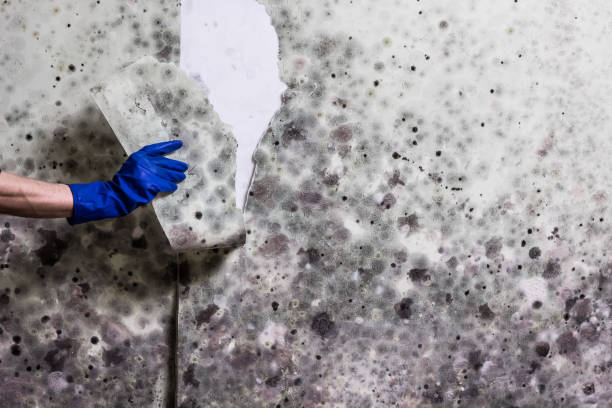 Best Toxic Mold Removal  in Tutwiler, MS