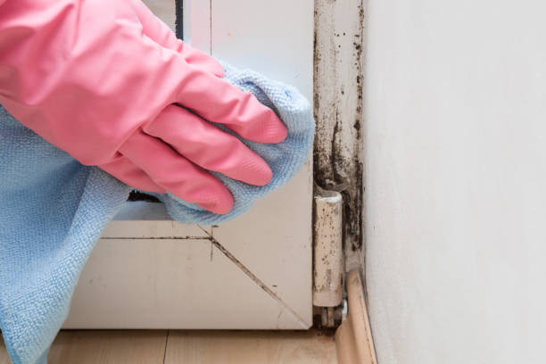 Best Same-Day Mold Removal  in Tutwiler, MS